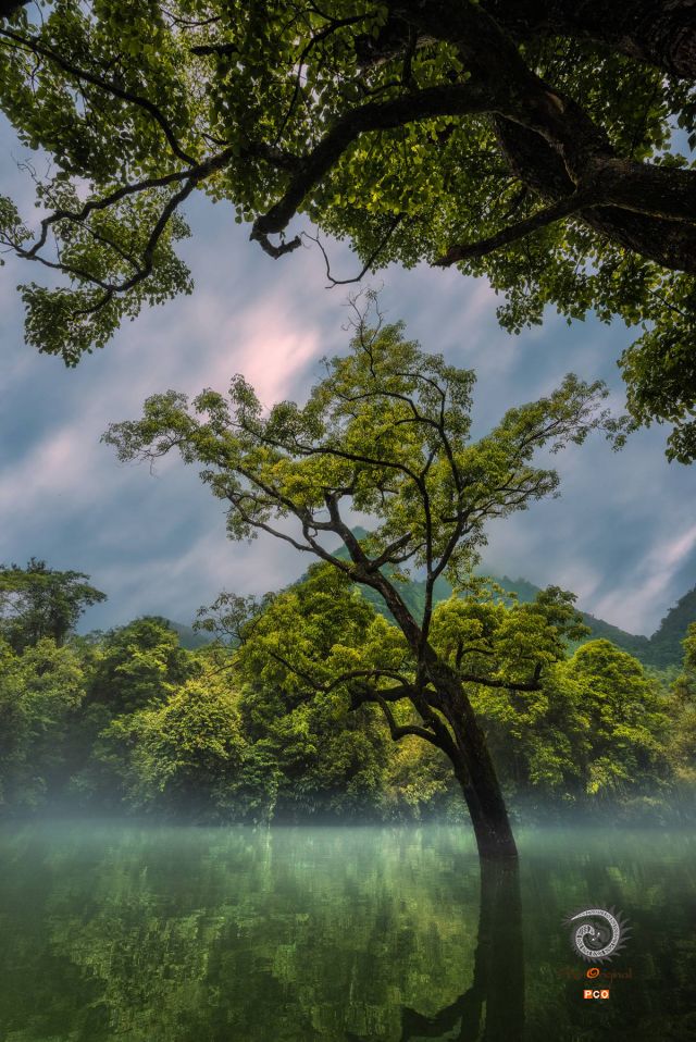 荔波水上森林