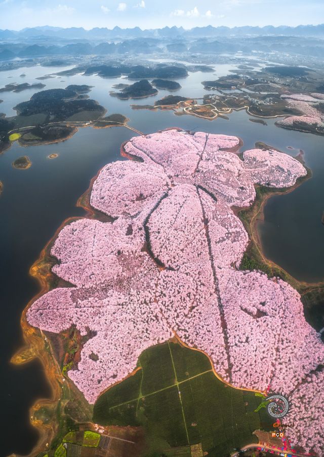 平坝樱花