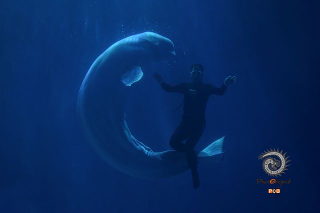 海豚迎宾