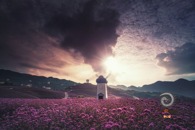 黄昏下的万亩花海