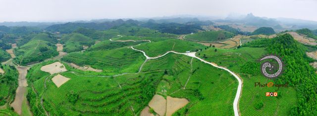 紫云县紫丰茶场