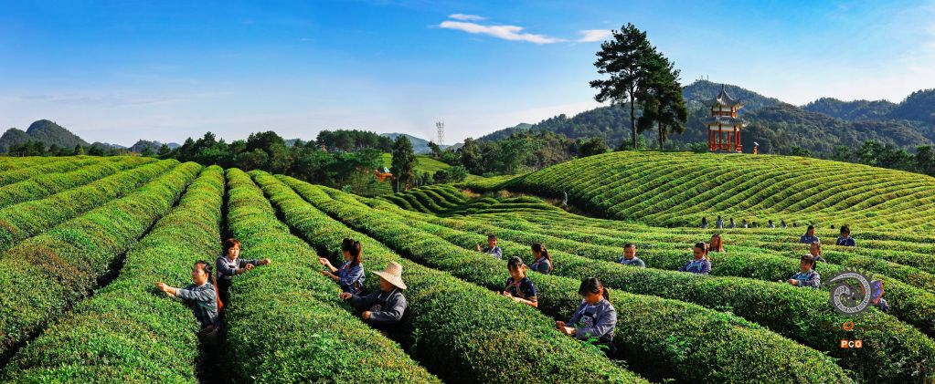 荔波甲良梅桃茶园