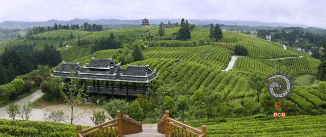 黎平高屯茶场