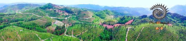 镇宁县乾龙茶场