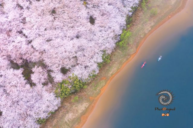 樱花海