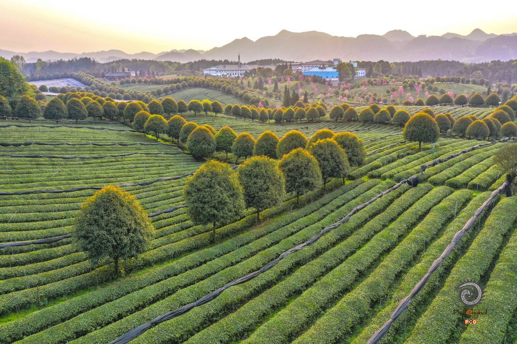 茶园春色（组图5幅）