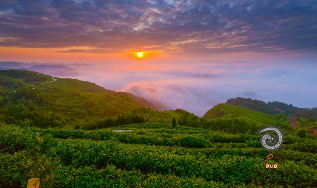 茶山云海