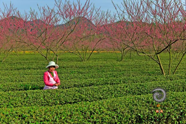 喜摘春茶