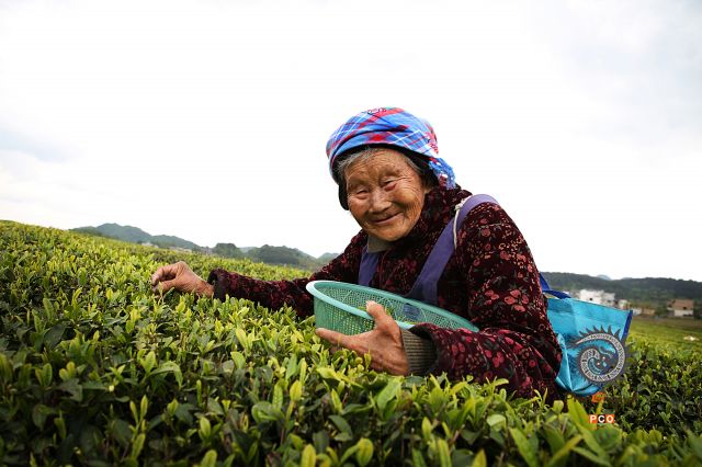 采春茶的老奶奶