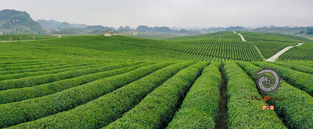 满山春色一片翠绿