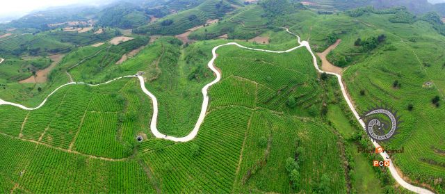 茶山
