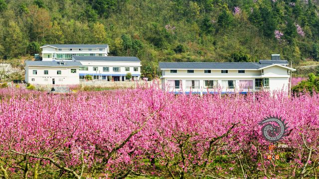 永乐桃花居