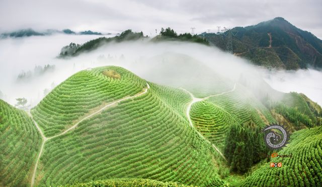 云雾茶园