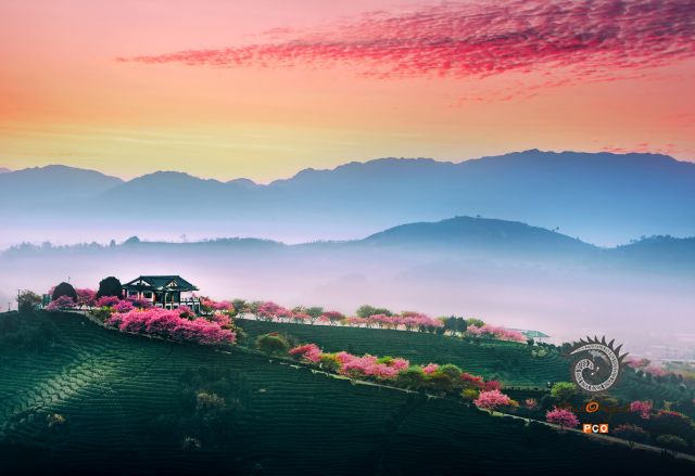 茶园春晨