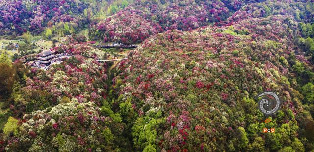 春色满山谷