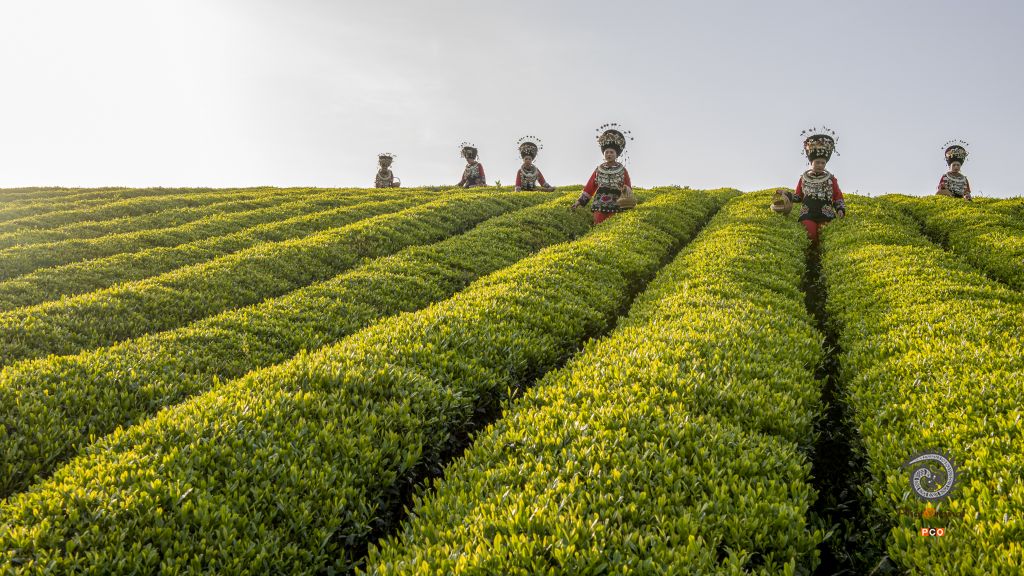 美丽的苗王城茶山