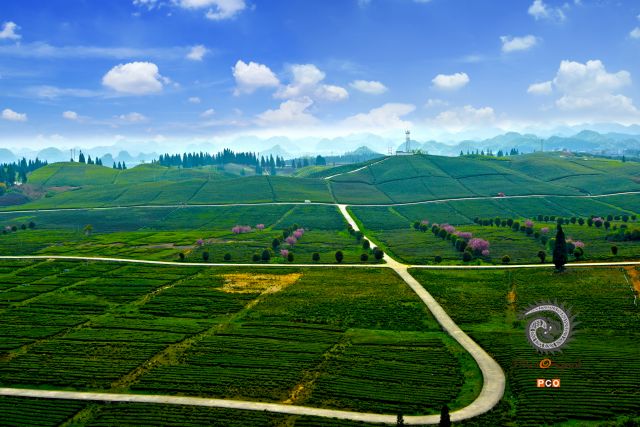 最美茶山