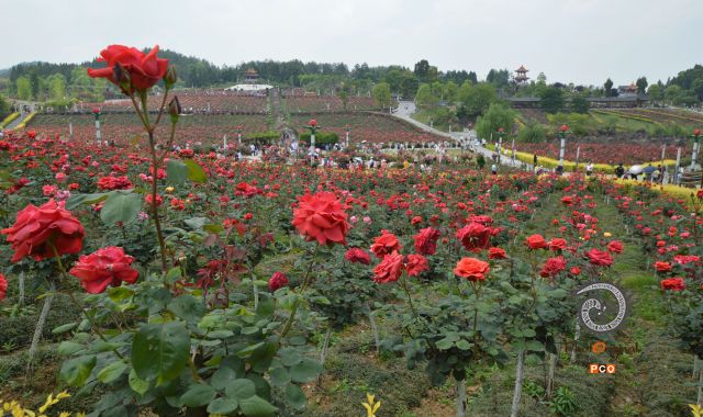 玫瑰园