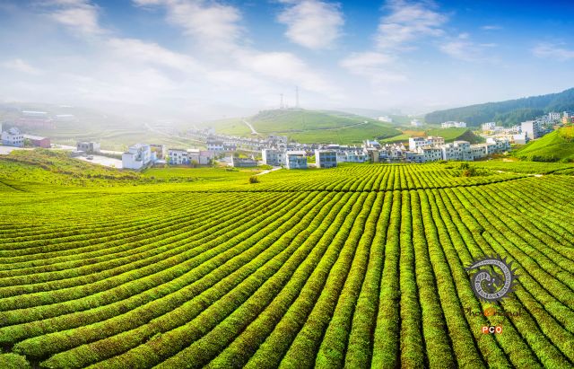 茶园新村