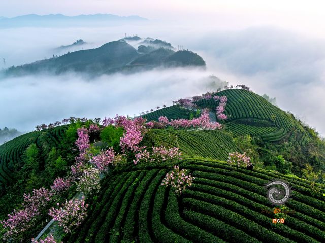 专业组   “航拍类”  组照《茶园春色》