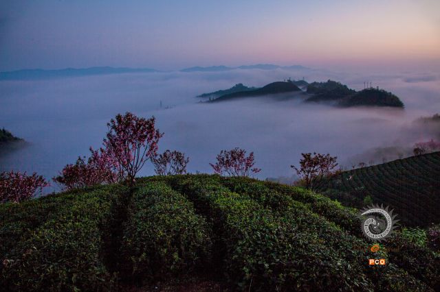 专业组  “专业类”  《霞沁茶园 》