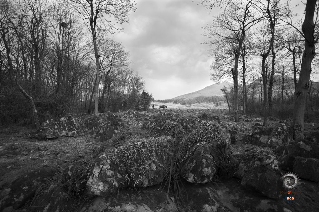 《乡村见闻》