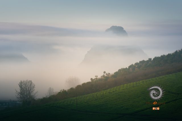 茶山晨雾