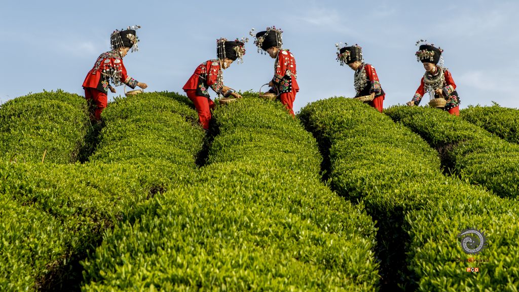 美丽的苗王城茶山