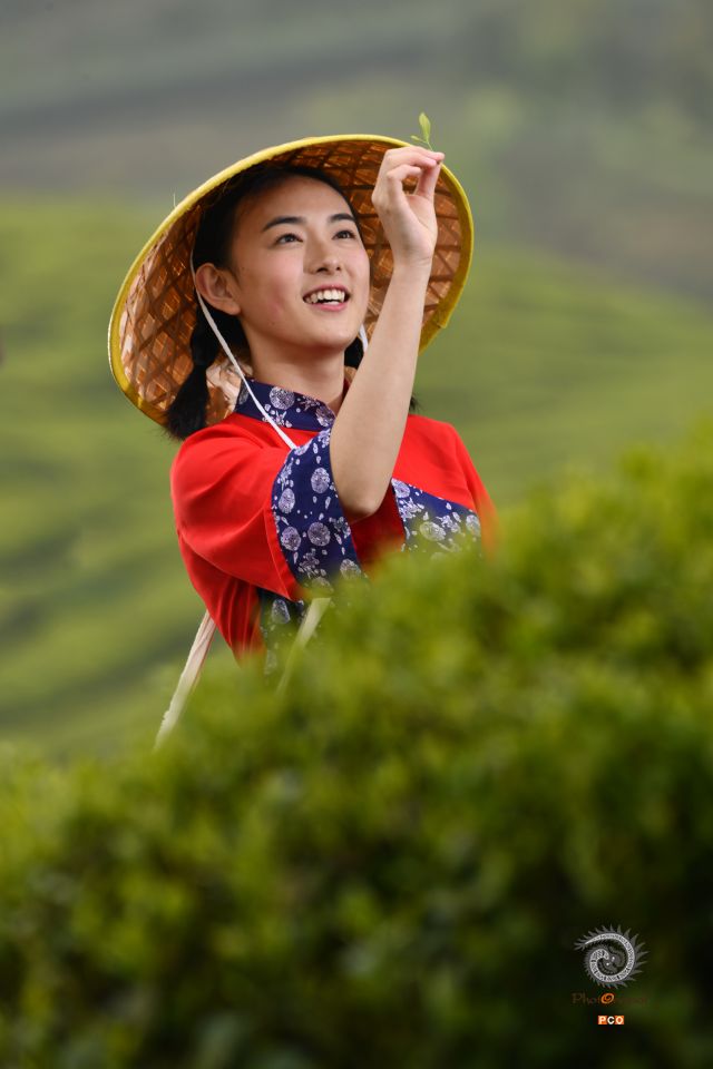 生态茶园