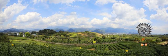 松阳茶场