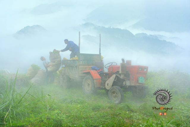 《深山运茶忙》