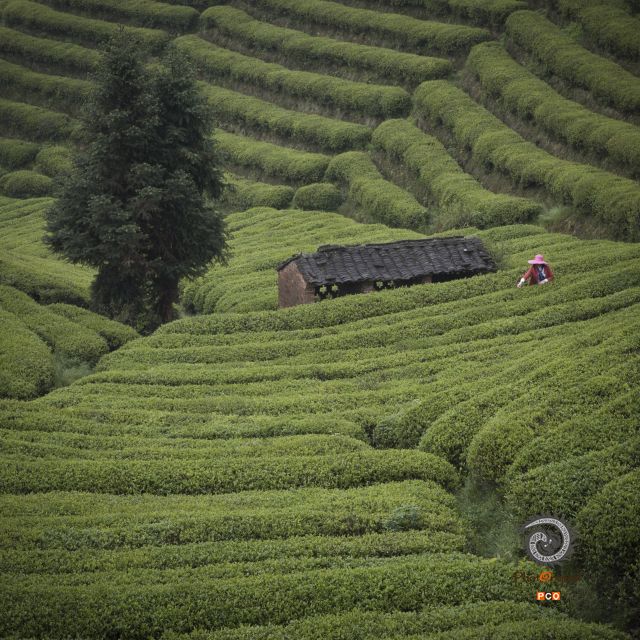 《茶工坊》