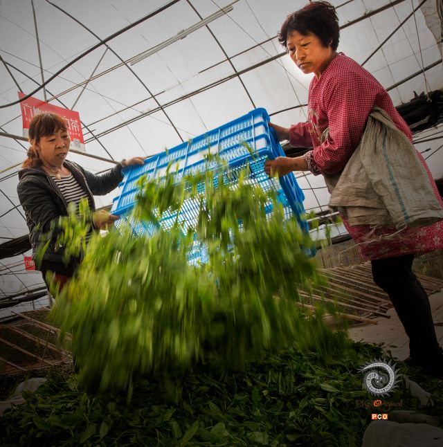 六妙茶场收茶