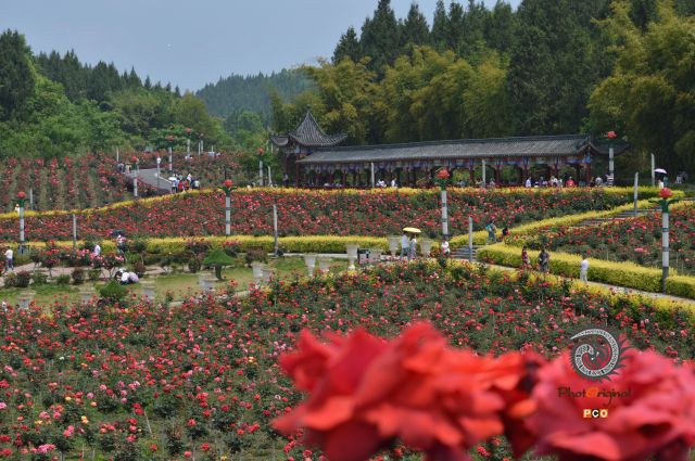 玫瑰盛开