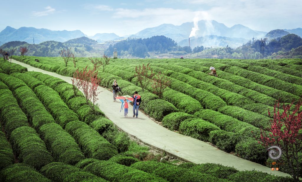 春游茶场