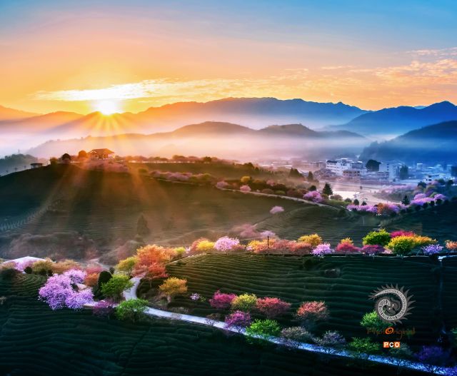 茶园春光