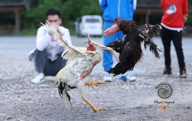 卡拉斗鸡