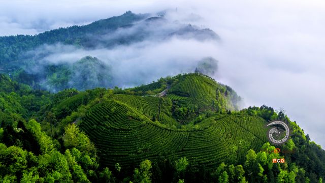 专业组〈专业类〉湄潭干净茶 组照5