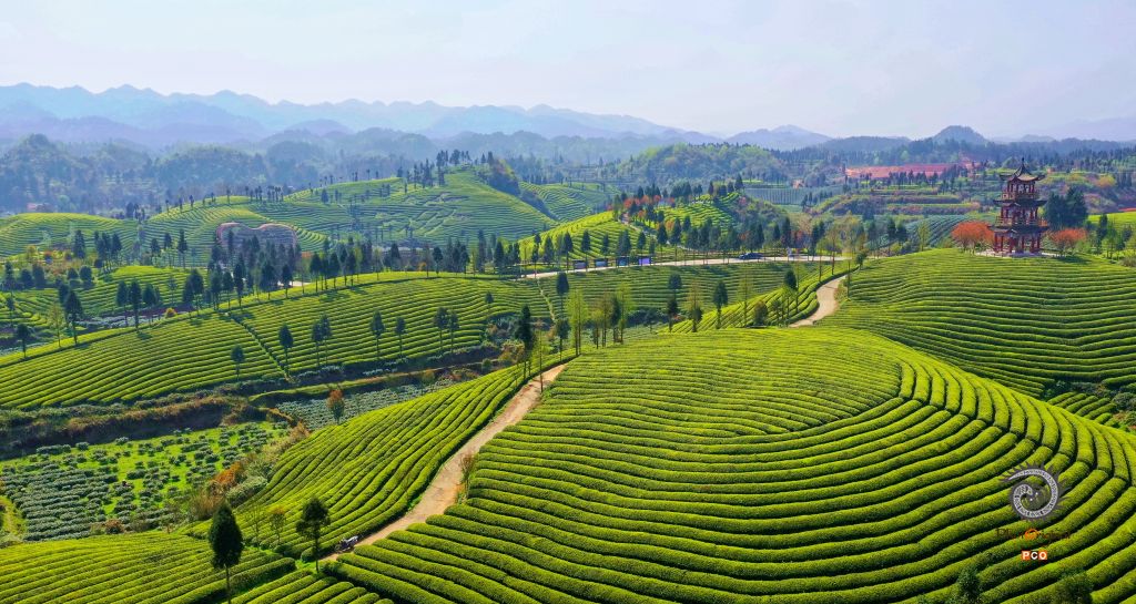 知青茶山春意浓