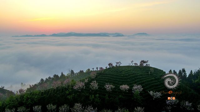 专业组〈茶旅路线〉茶旅在湄潭的象山 组照2