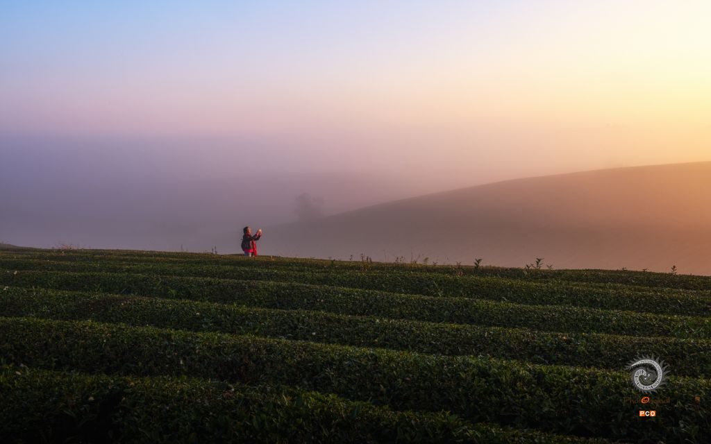 茶园采风