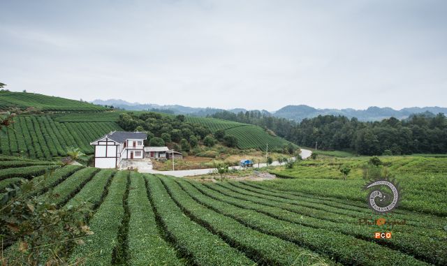 《永兴万亩茶场1》