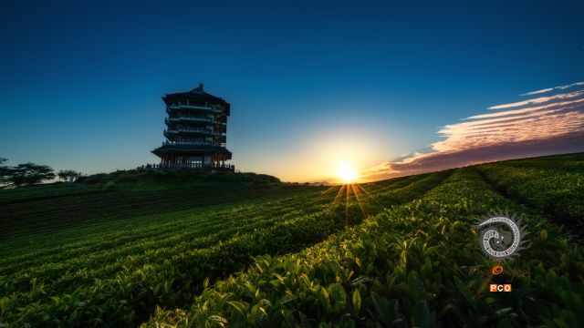 茶园夕照