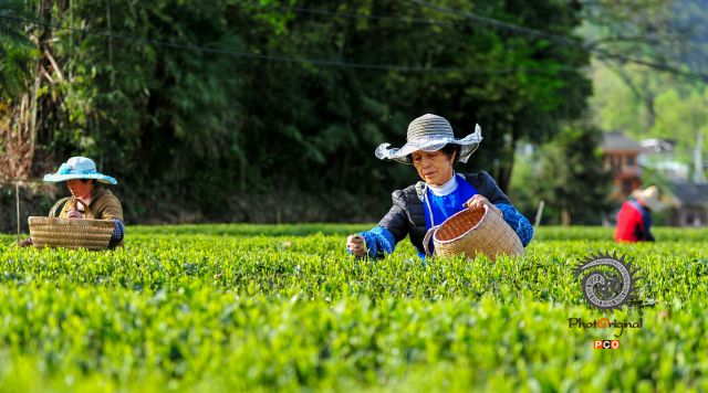 茶青飘香采茶忙