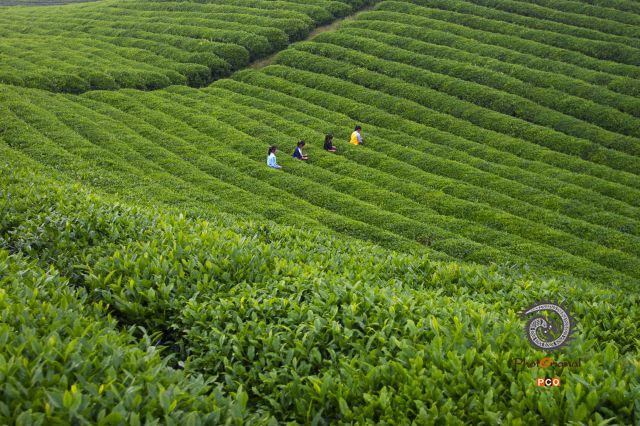 茶场一角