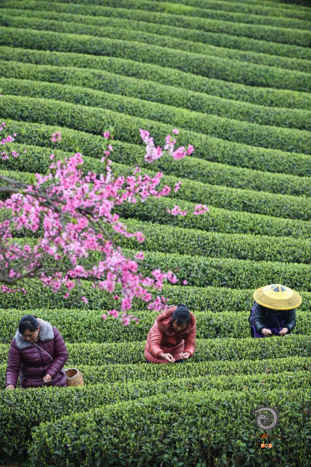 茶园春色
