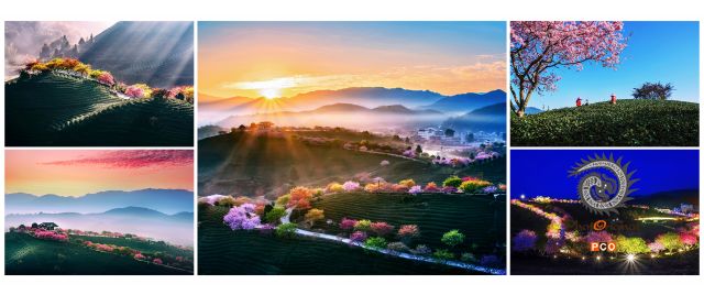 春色满园