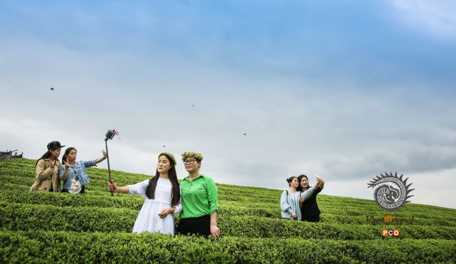 《茶园留香》