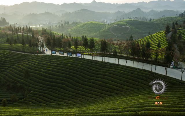 生态茶园