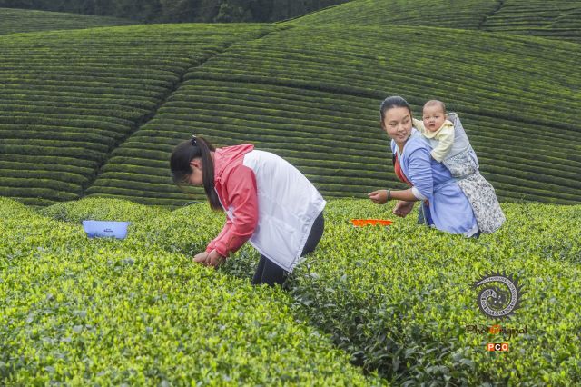 《采茶》